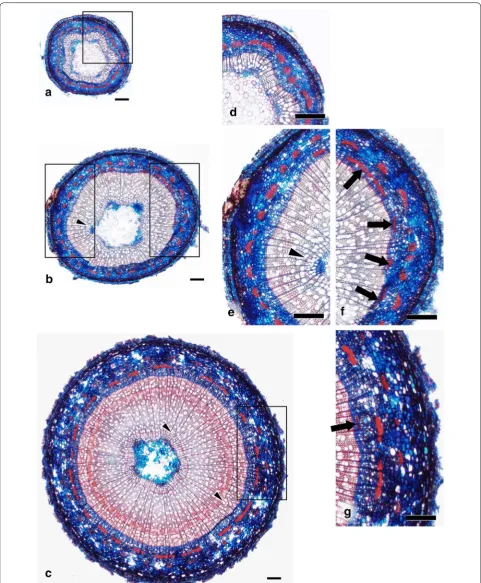 Fig. 3 Formation of fiber clusters in different growth cycles. The tissues were harvested from different parts of a tree grown with three periodic dormancy phases