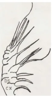 Figure 4. Type I—Hansenocaris corvinae species ventral view. e—Eye; lb—Labrum; A1—Antennula; A2—Antenna; Md—Mandible; ms—Marginal Spines; fs—Furcal Spines