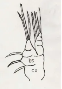 Figure 8. Type I—Hansenocaris corvinae species Mandible. bs—Basis; cx—Coxa. 