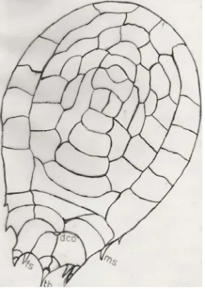 Figure 9. Type I - Type XII—Hansenocaris portblai-renae sp. (nov). Dorsal View. dco—Dorso Caudal Organs; ms—Marginal Spines; th—Terminal Horn; fs—Furcal Spines