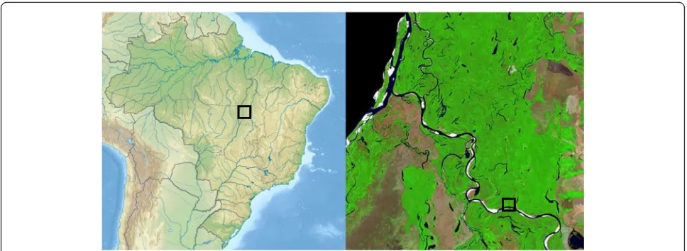 Fig. 1 Location of the study area. Study site in Brazil along the Javaes river in the Cantão State Reserve, Tocantins (Brasil Visto doEspaço, http://www.cdbrasil.cnpm.embrapa.br)