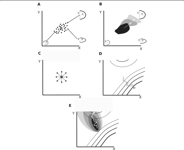Fig. 1 The direction of morphological evolution. a Example of a two-trait morphospace considering, for example, limb length (X-axis) and width (Y-axis)