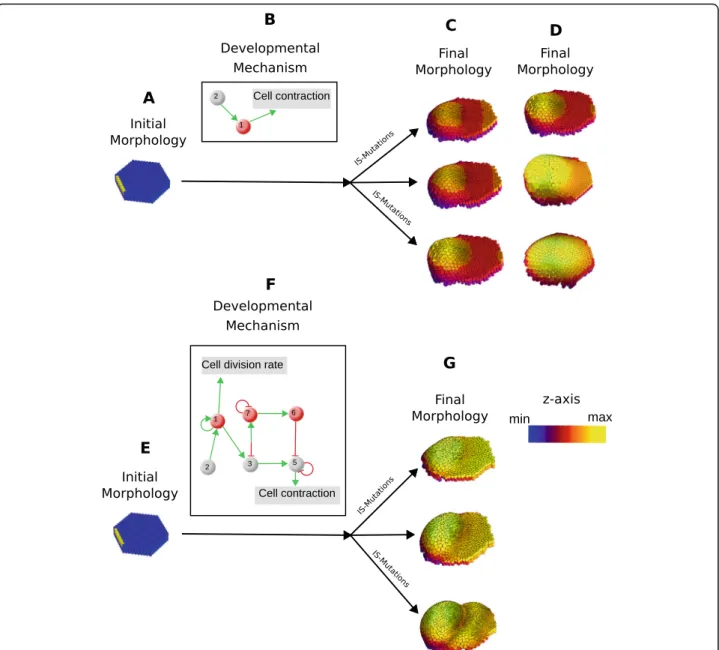 Fig. 2 Developmental mechanisms, initial and final morphology. a Example of an initial morphology