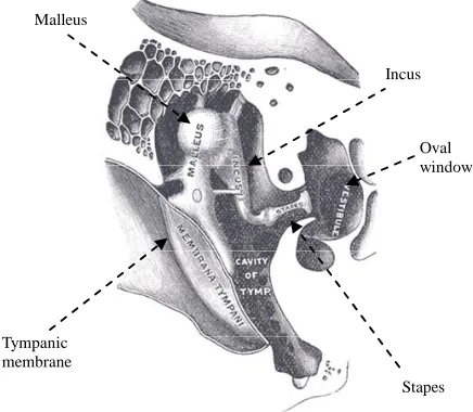 Figure 1.ponents.  Structure of the middle ear and ossicular chain com- 