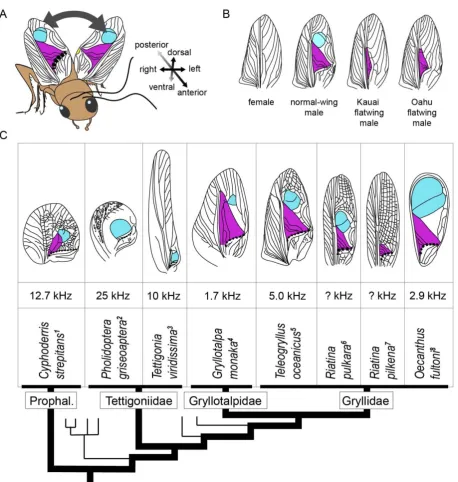 Fig. 1. Diversity of wing venation and acoustic signals in crickets and katydids. (A) Forewing stridulation in a normal-wing Teleogryllus oceanicus male (anterior dorsal view with cricket’s directions indicated), with mirror, harp and scraper highlighted i