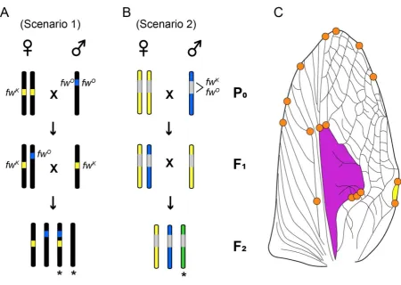 Fig. 2. Cross design for complementation test and geometric morphometrics. For each test family, a parental flatwing male from Oahu (fwO) was crossed with a homozygous flatwing-carrying female from Kauai (fwK)