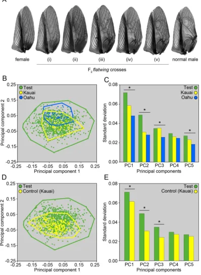 Fig. 3. Flatwing T. oceanicus wing venation. (A) Variable feminisation of vestigial sound-producing structures