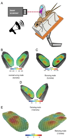 Fig. 4.  Vibration maps of male forewings obtained using LDV. (A) Diagram of experimental set-up, showing lateral view of a normal-wing male cricket, with mirror and harp of the extended left hindwing highlighted in turquoise and purple, respectively