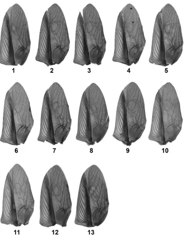 Fig. S1. Forewings of thirteen F2 males from complementation test that exhibited distinctively, but not complete, morphology characteristic of normal wings