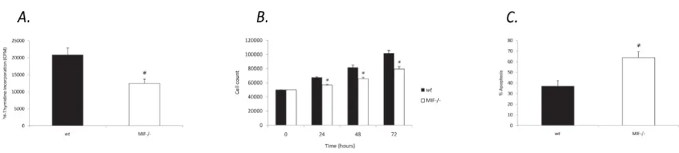 Figure 1MIF-/- cells exhibit reduced proliferative responses and increased apoptosisMIF-/- cells exhibit reduced proliferative responses and increased apoptosis