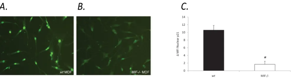 Figure 3Reduced p21 expression in MIF-/- cells compared with wtReduced p21 expression in MIF-/- cells compared with wt