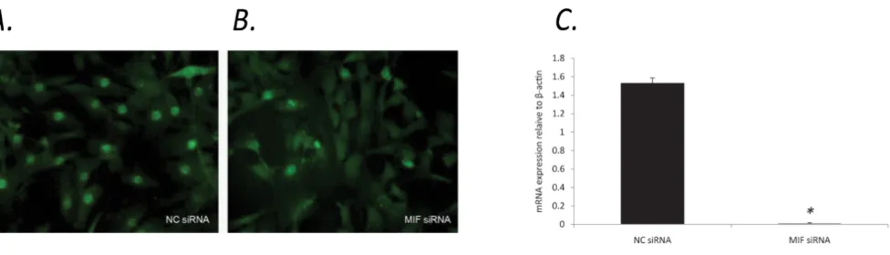 Figure 6rMIF treatment of MIF-/- MDF induces p21 expression and nuclear localisationrMIF treatment of MIF-/- MDF induces p21 expression and nuclear localisation