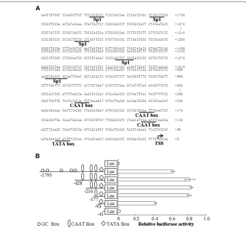 Figure 1 Identification of essential cis-acting elements within the c1orf109 promoter