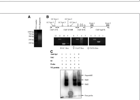 Figure 2 Effects of site-directed mutations on the c1orf109 promoter activity. HEK293 cells were transiently transfected with the −428 bpregion of c1orf109 promoter constructs with different mutations of CAAT or TATA box sites
