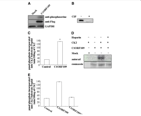 Figure 5 CK2 phosphorylates C1ORF109 in vitro. (A) C1ORF109-Flag was immunoprecipitated from HEK293 cells and was immunoblotted foranti-phosphoserine