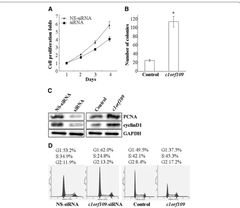 Figure 6 c1orf109 is involved in the regulation of cancer cell proliferation. (A) MDA-MB-231 cells were transiently transfected with c1orf109siRNA and were subcultured for an additional 4 days