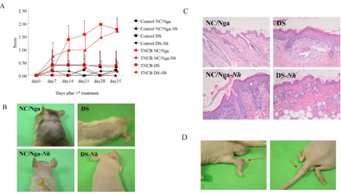 Figure 3Bacterial colonization of skin lesionsBacterial colonization of skin lesions. (A) Isolation and identification of staphylococcal strains on the skin surface in both strains at 20 weeks of age (n = 5)