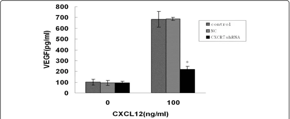 Figure 6 Effect of CXCR7 silencing on tube formation inducedby SMMC-7721 cells. HUVECs were cocultured with SMMC-7721cells, as described in Materials and Methods