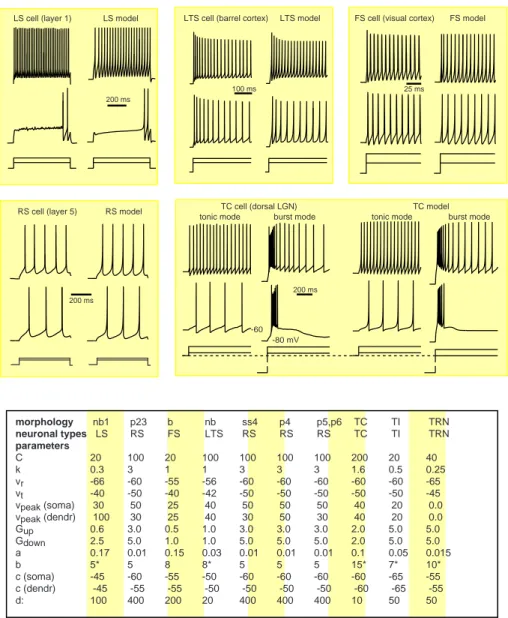 Figure 10: Comparison between in vitro recordings of various neurons and their simulations in the large- large-scale model