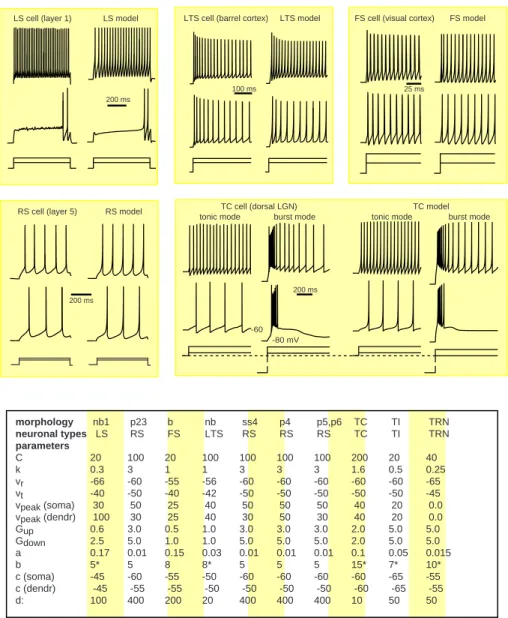 Figure 10: Comparison between in vitro recordings of various neurons and their simulations in the large- large-scale model