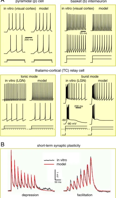 Fig. 2. Simplified diagram of the microcircuitry of the cortical laminar structure (Upper) and thalamic nuclei (Lower)