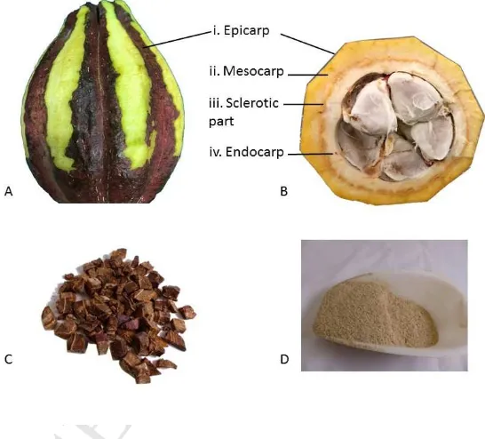 Figure 1: Fresh cocoa pod fruit (A and B) and dried CPH (C and D) from Indonesia. A: ACCEPTEDFresh cocoa pod fruit in which epicarp (in dark brown) has been partially peeled