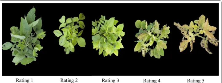 Fig. 3  Feature extraction from plant canopies (top image) for iron deficiency chlorosis