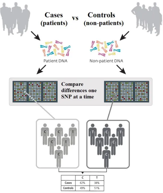 Figure 2.1: An illustration of the work-flow in a case-control design of GWAs. Subjects are partitioned into case and control groups