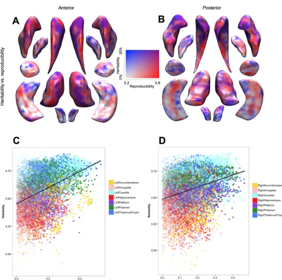 FIGURE 3: Concordance between the heritability of subcortical shape and reproducibility of the measures.