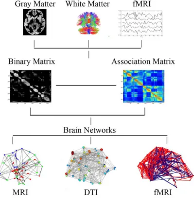 Figure 3.2: Schematic illustration of brain networks constructed from structural MRI, DTI or fMRI data
