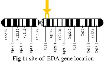 Fig 1: site of  EDA gene location 