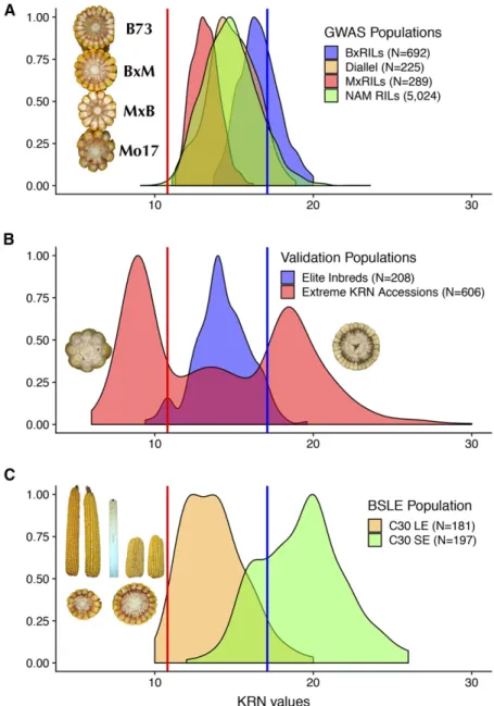 Figure 1 Phenotypic distributions of the KRN trait in GWAS and validation populations