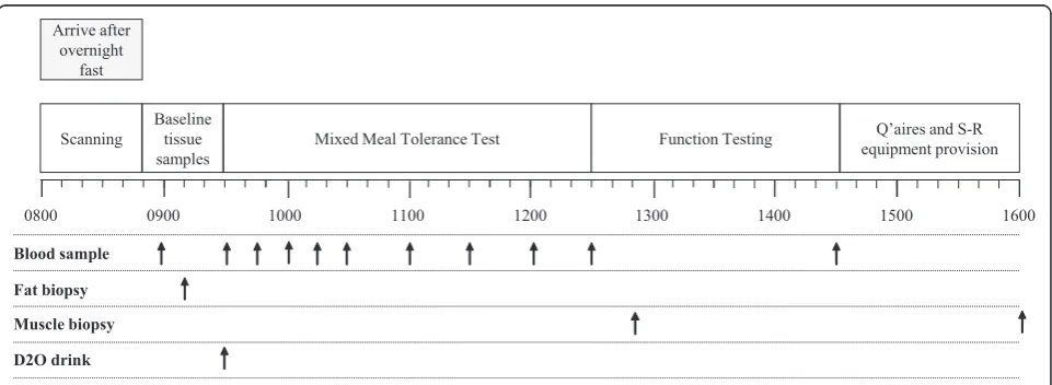 Fig. 2 A schematic overview of the main trial data collection day; arrows indicate the timing of blood,adipose and muscle samples