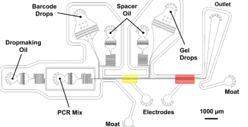 Figure 5: Microfluidic double merger device for single-cell genome barcoding. A two-step merger operation pairs barcode droplets with tagmented genomes at a high-throughput