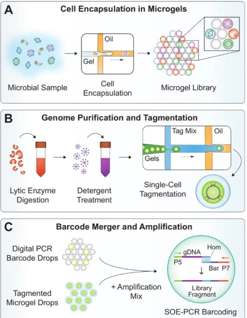 Figure 2: Overview of the SiC-seq workflow. (A) A microbial suspension is co-flowed with molten agarose in a dropmaker device to