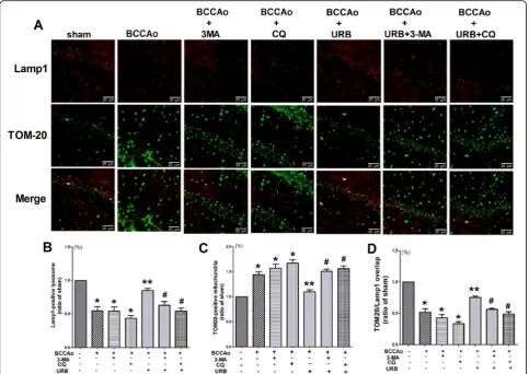 Fig. 8 The clearance of CCH-induced damaged mitochondria may be enhanced by restoring the lysosomal function after URB treatment