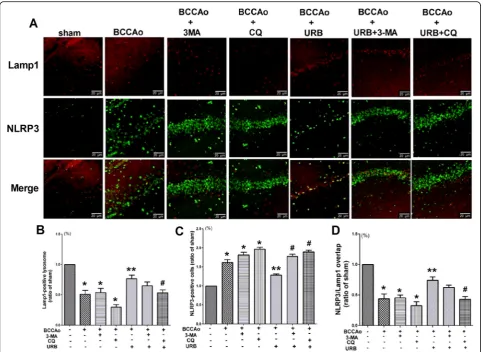 Fig. 5 The activation of CCH-induced NLRP3 inflammasome may be restrained by restoring the lysosomal function after URB treatment.inflammasome in the sham group is set to 1.the sham group is set to 1