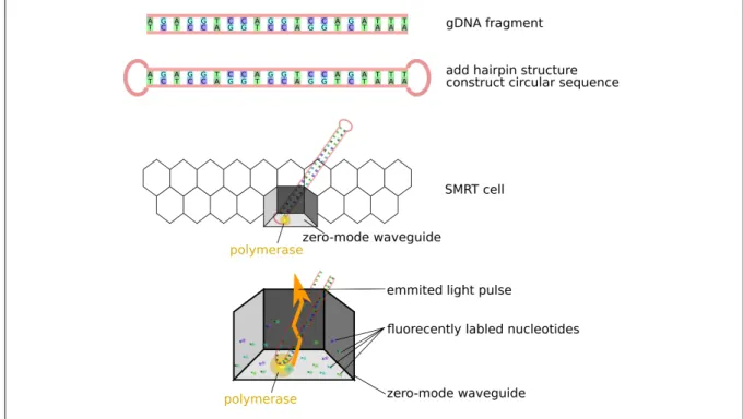 Figure 1.2: PacBio Single Molecule Real Time Sequencing