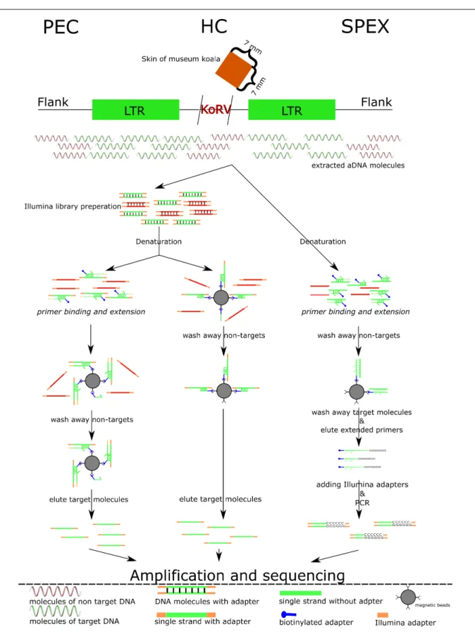 Figure 2.1: Experimental Workflow for Three Target Enrichment Techniques [1]