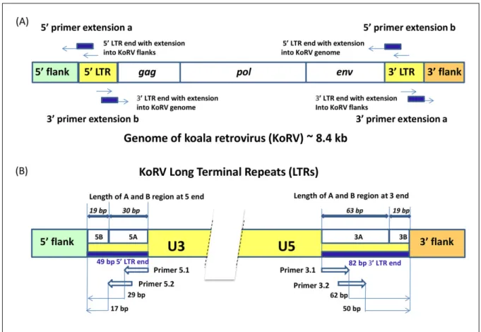Figure 2.2: Primer Positions and LTR Structure for the Identification of KoRV Inte- Inte-gration Sites [1]