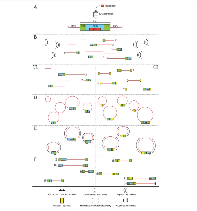 Figure 3.1: Sonication Inverse PCR Scheme [3]