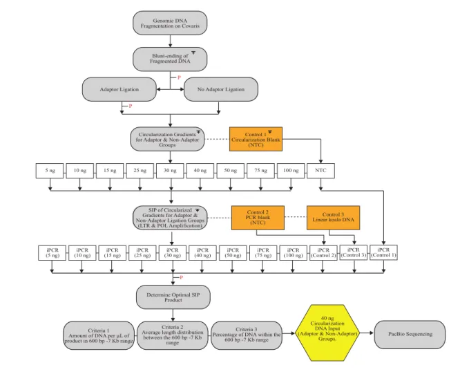 Figure 3.3: Experimental Workflow of Sonication Inverse PCR [3]