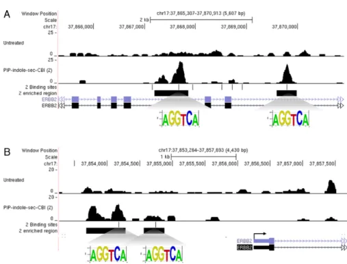 Figure 6. Genome-wide mapping of PIP-indole-seco-CBI (2) (A) Two binding and enriched genomic area in the ERBB2 gene coding region