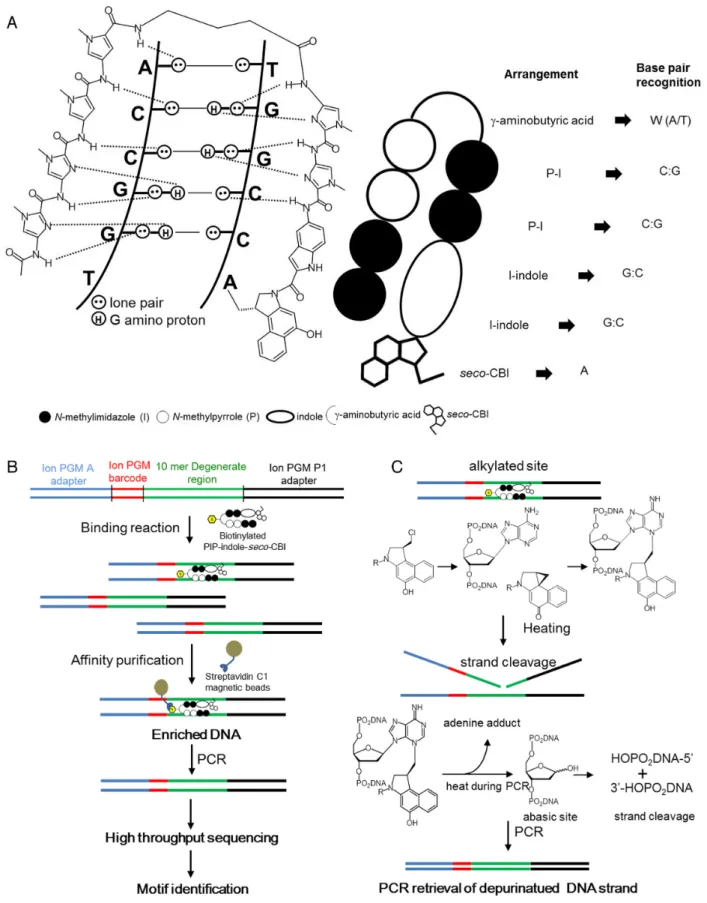 Figure 1. PIP conjugate-binding mode and Bind-n-Seq. (A) Recognition of DNA minor groove by PIP-indole-seco-CBI conjugates