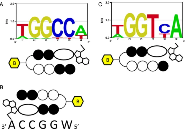 Figure 2. PIP-indole-seco-CBI conjugate DNA-alkylating motifs. (A) Bind-n-Seq analysis identified high-affinity DNA-alkylating motif for 1