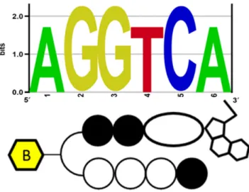 Figure 4. Identified high-affinity DNA-alkylating motif of 2 in human ge- ge-nomic enriched sequence.