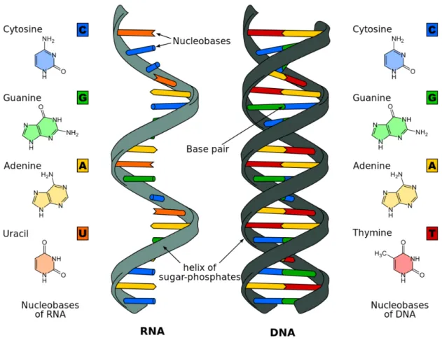Figure 2.1: DNA and RNA structures 2