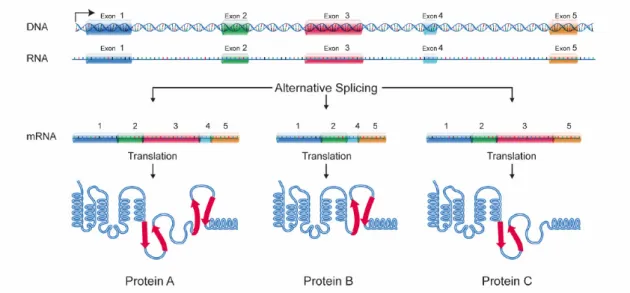 Figure 2.3: DNA Splicing 4