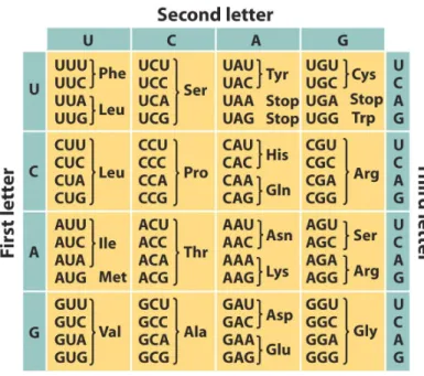 Figure 2.4: Genetic code table 5