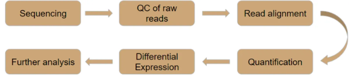 Figure 2.5: Typical RNA-Seq Analysis workflow